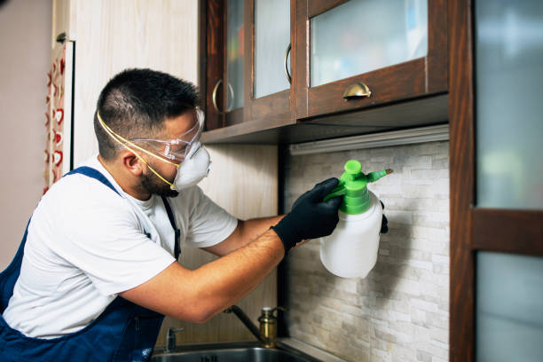 Best Wasp Removal Services  in Shelley, ID