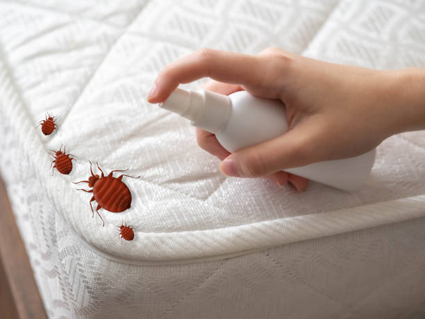 Best Mosquito Control Services  in Shelley, ID