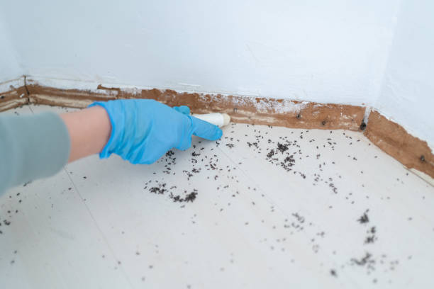 Best Pest Prevention Services  in Shelley, ID